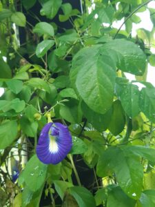 Butterfly Pea Flower