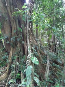 Cahuita Nationalpark